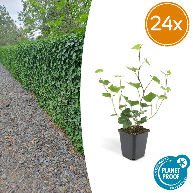 24x Hedera Hibernica