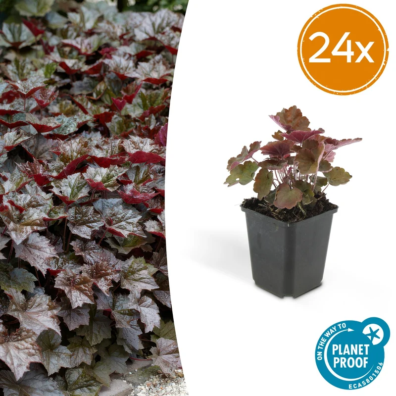 24x Heuchera mic. 'Palace Purple'
