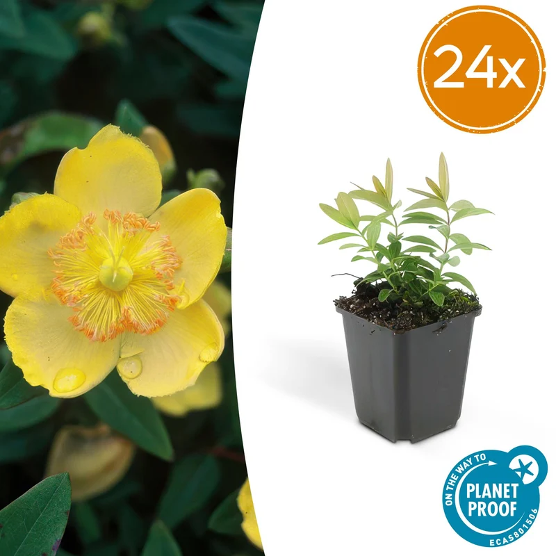 24x Hypericum calycinum