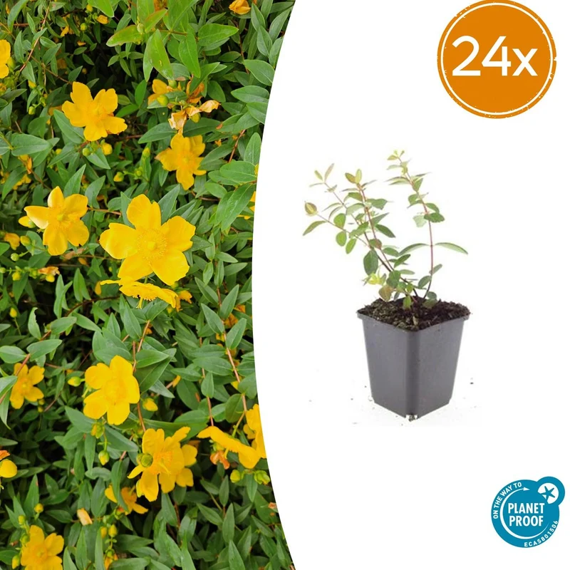 24x Hypericum dummeri 'Peter Dummer'