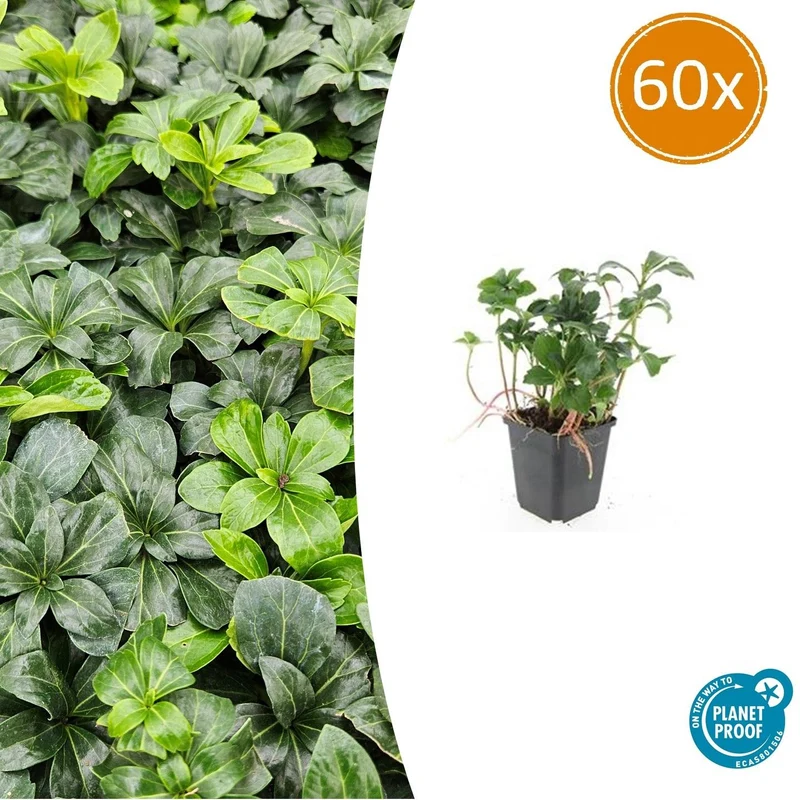 60x Pachysandra term. 'Green Sheen'