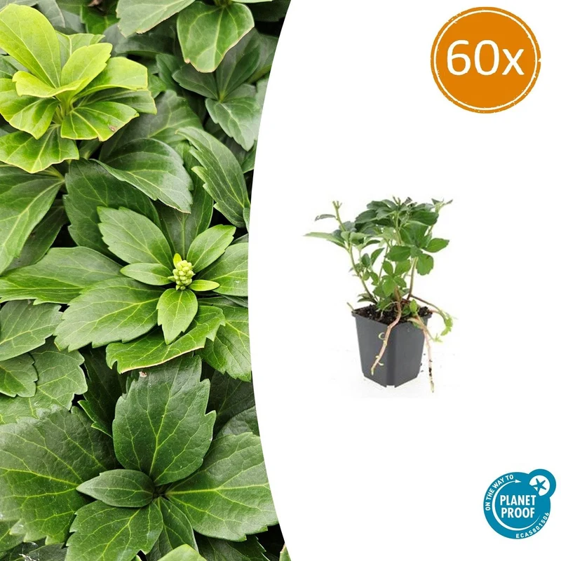 60x Pachysandra terminalis