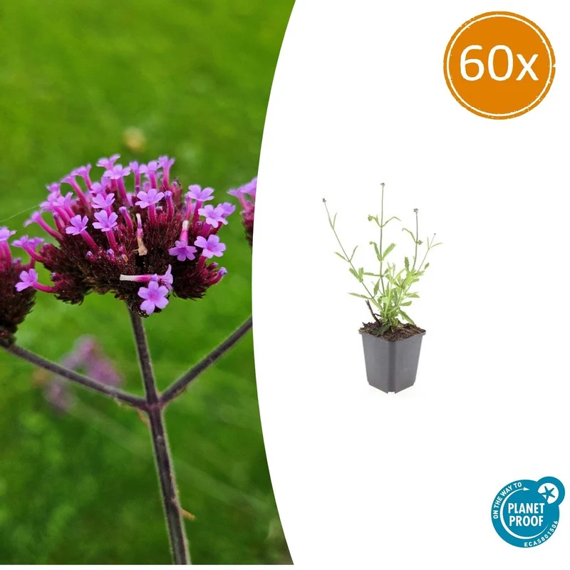 60x Verbena bon. 'Lollipop'