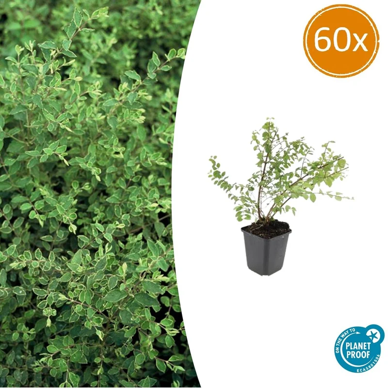 60x Symphoricarpos ch. 'Hancock'