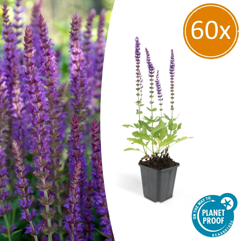 60x Salvia nem. 'Ostfriesland'