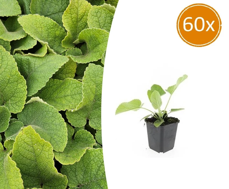 60x Phlomis russeliana