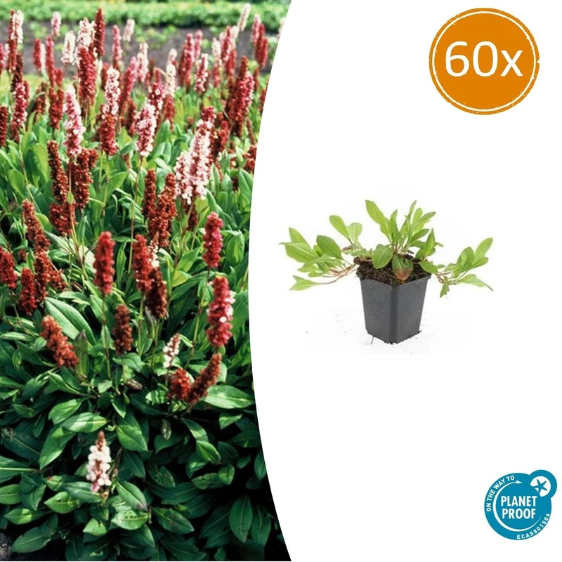 60x Persicaria aff. 'Darjeeling Red'