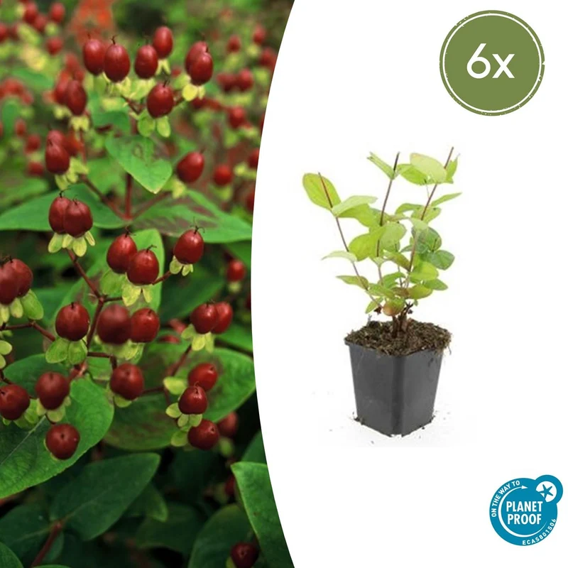 6x Hypericum inodorum 'Beauty'