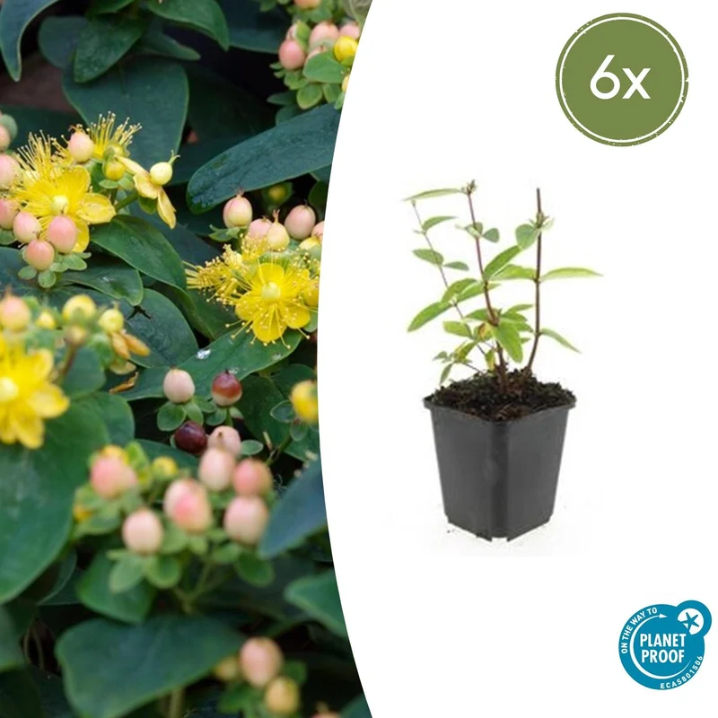 6x Hypericum inodorum 'Annebel'