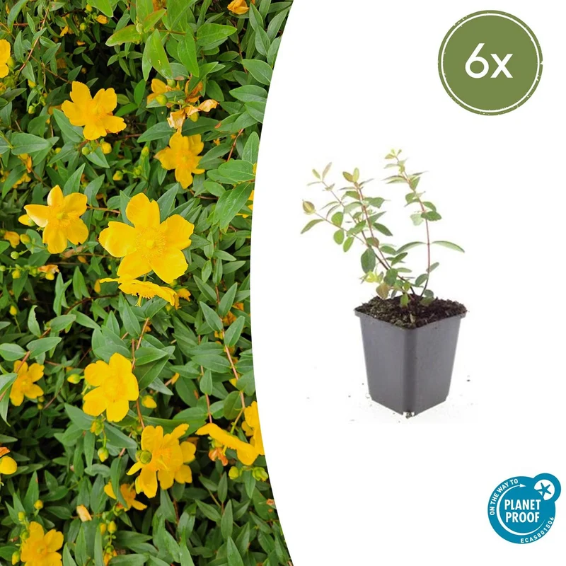6x Hypericum dummeri 'Peter Dummer'