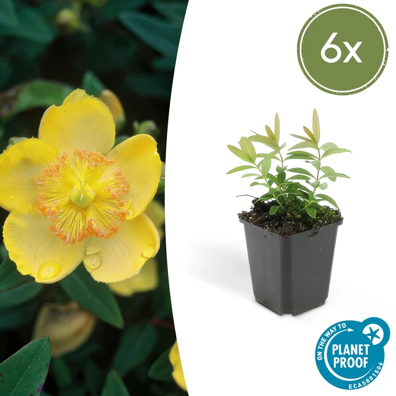 6x Hypericum calycinum