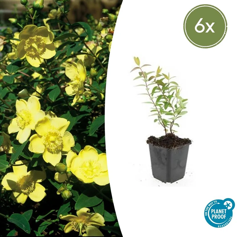 6x Hypericum 'Hidcote'