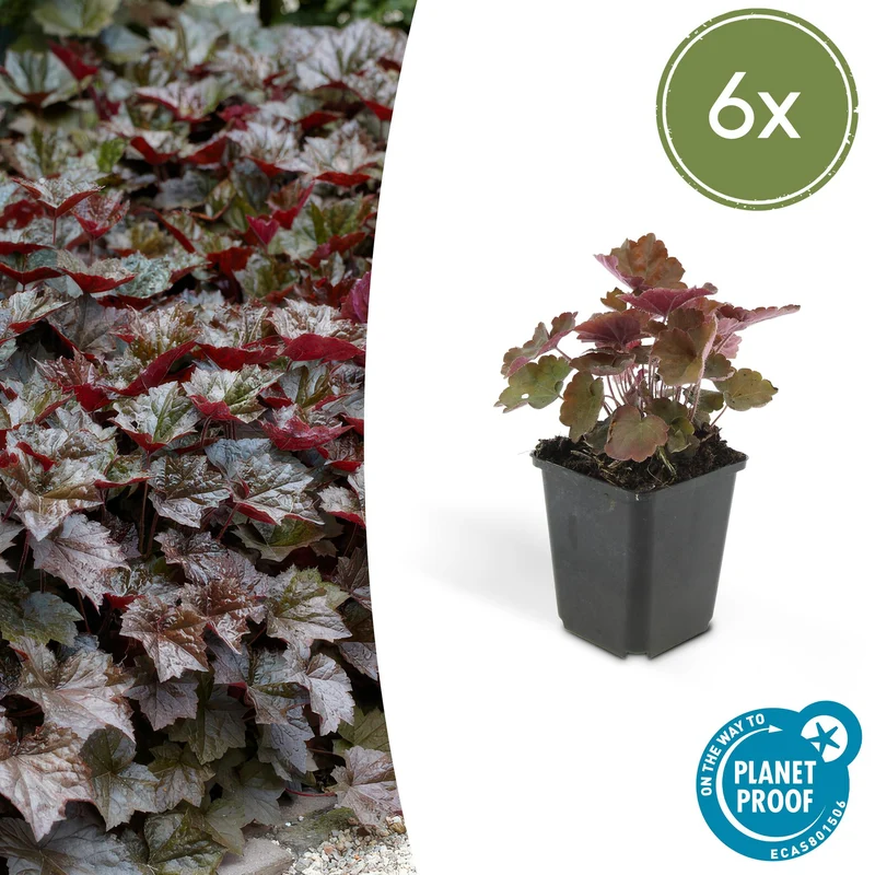 6x Heuchera mic. 'Palace Purple'