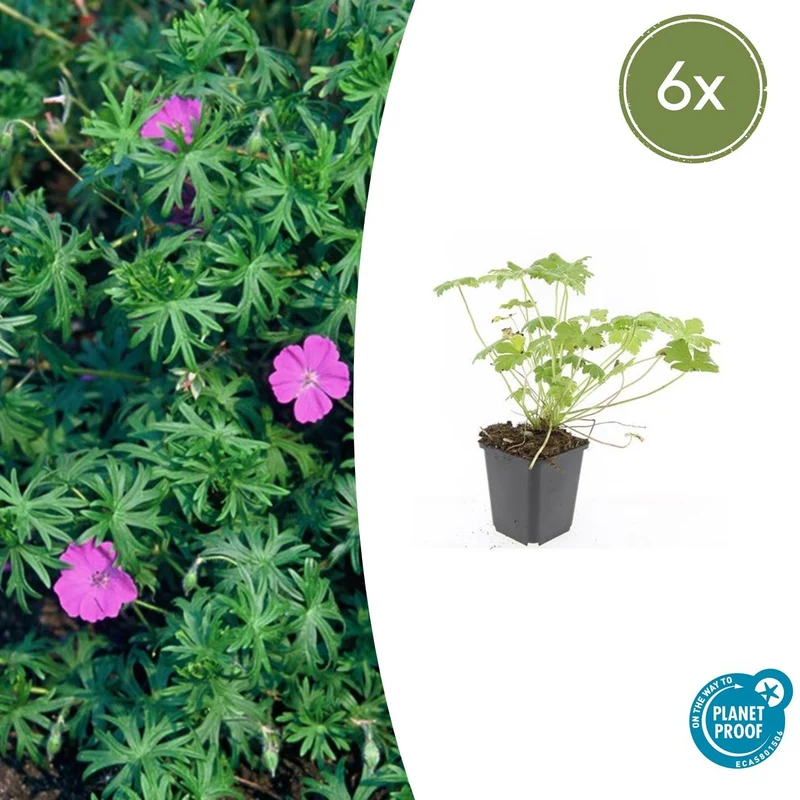 6x Geranium 'Tiny Monster'