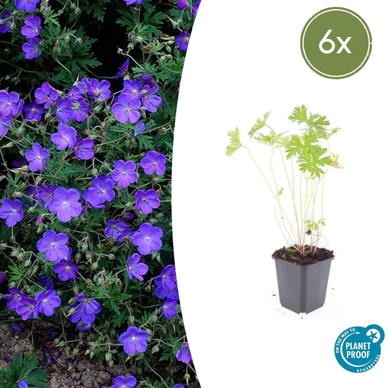 6x Geranium 'Johnson's Blue'