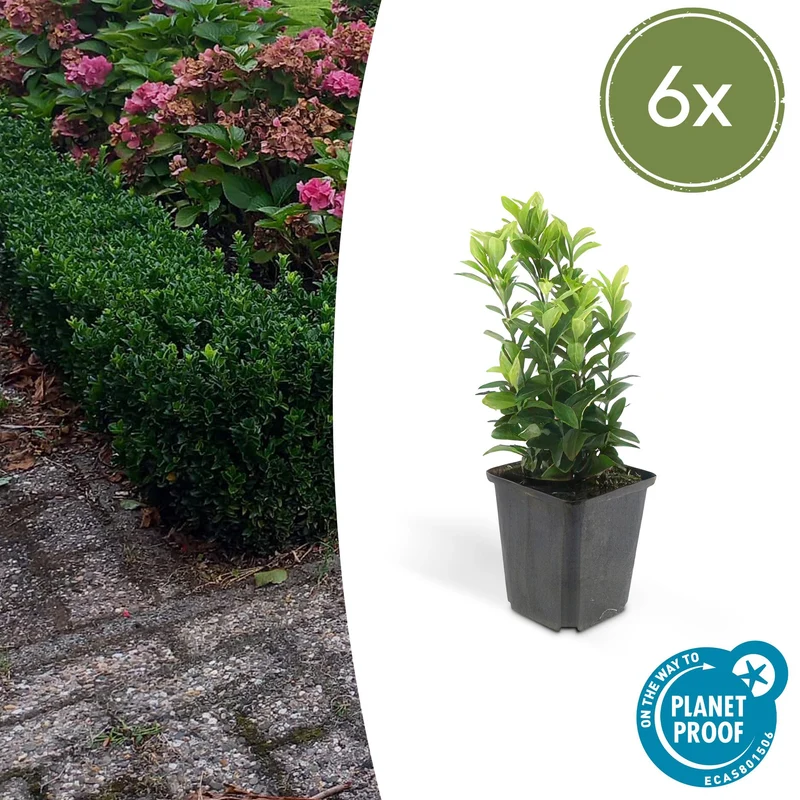 6x Euonymus jap. Green Spire