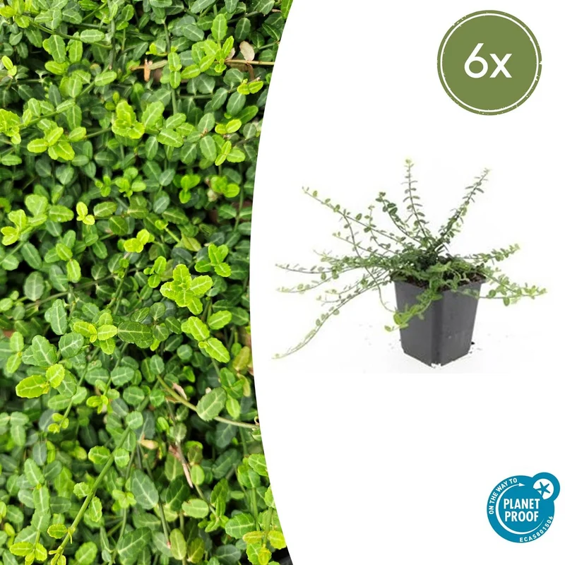 6x Euonymus fort. 'Minimus'