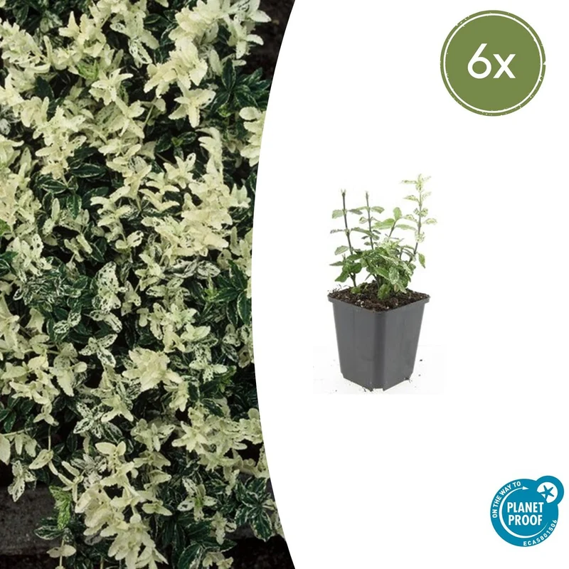 6x Euonymus fort. 'Harlequin'