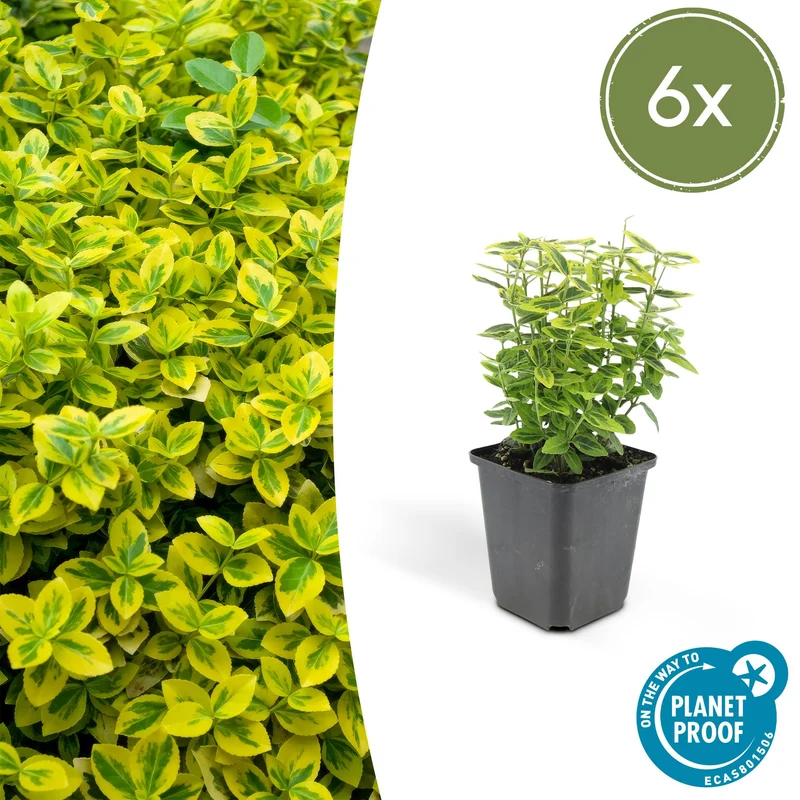 6x Euonymus fort. 'Emerald 'n Gold’