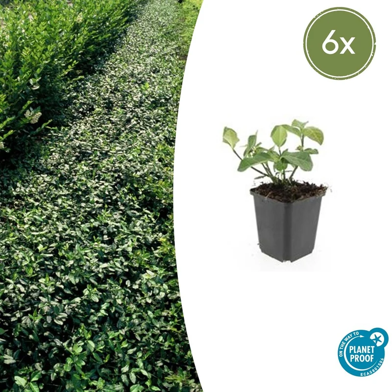 6x Euonymus fort. 'Dart's Blanket'