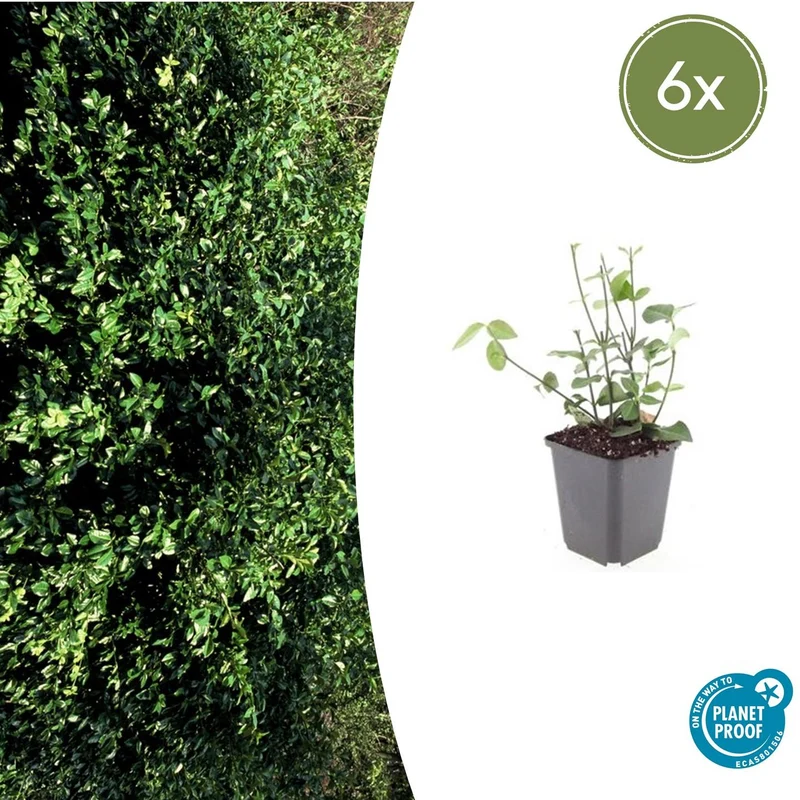 6x Euonymus fort. 'Coloratus'