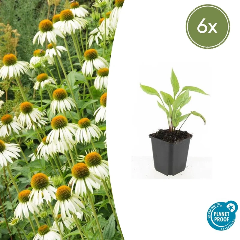6x Echinacea p. 'White Swan'