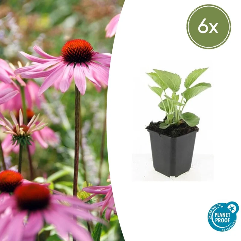 6x Echinacea p. 'Magnus'