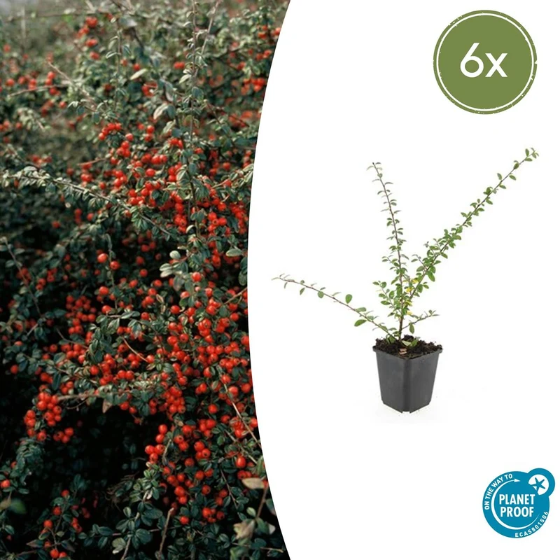 6x Cotoneaster suec. 'Coral Beauty'