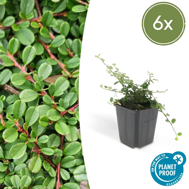 6x Cotoneaster pr. 'Streib's Findling'
