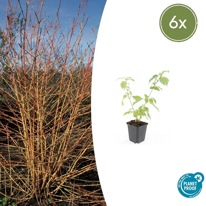 6x Cornus sang. 'Anny's Winter Orange'