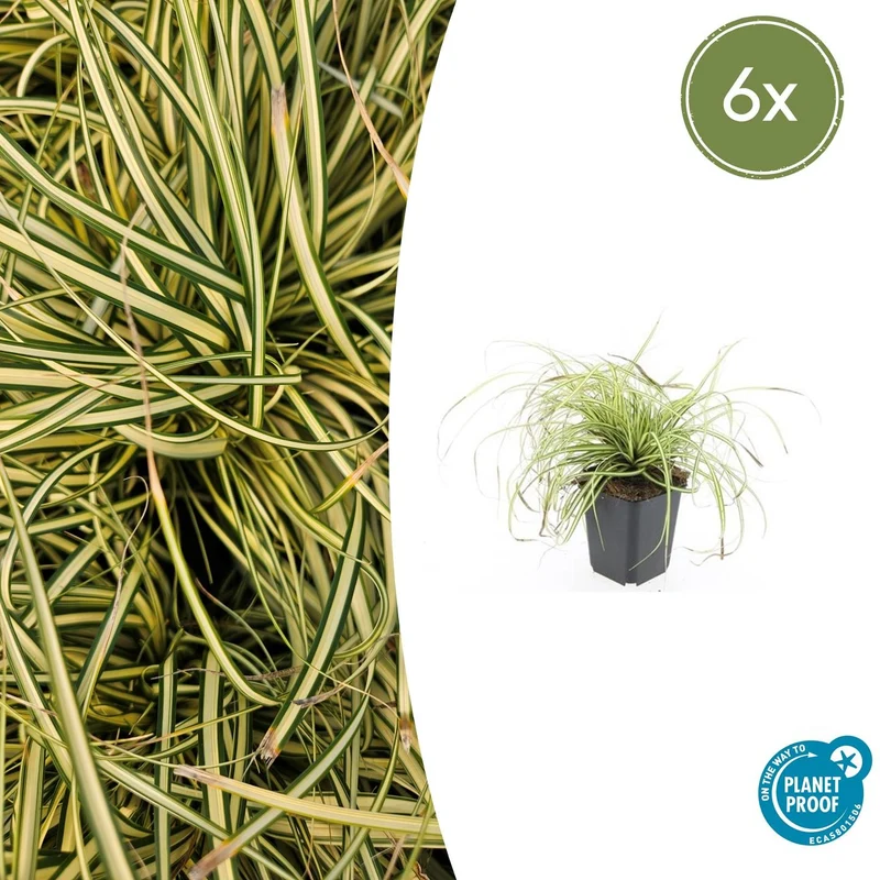6x Carex oshim. 'Evergold'