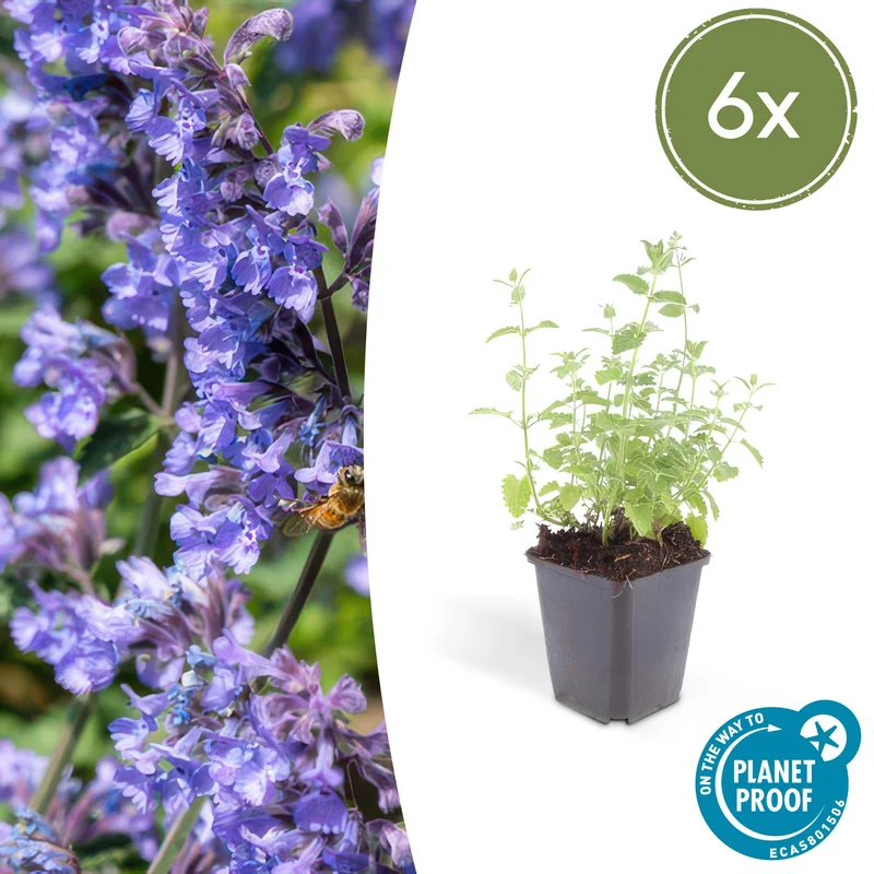 6x Nepeta 'Six Hills Giant'