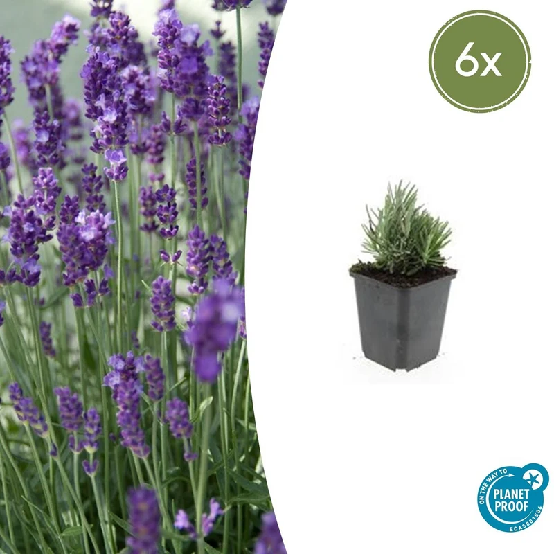 6x Lavandula ang. 'Dwarf Blue'