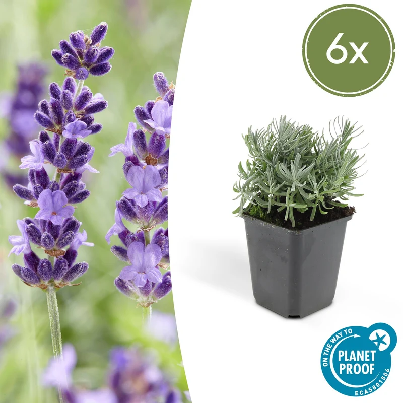 6x Lavandula 'Hidcote'