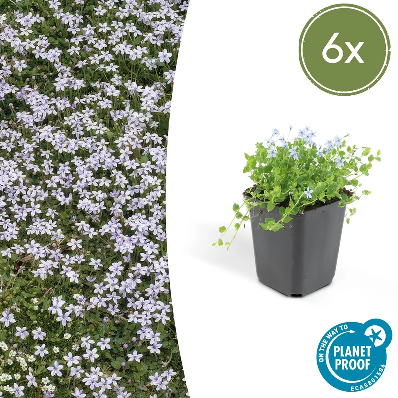 6x Isotoma fluviatilis