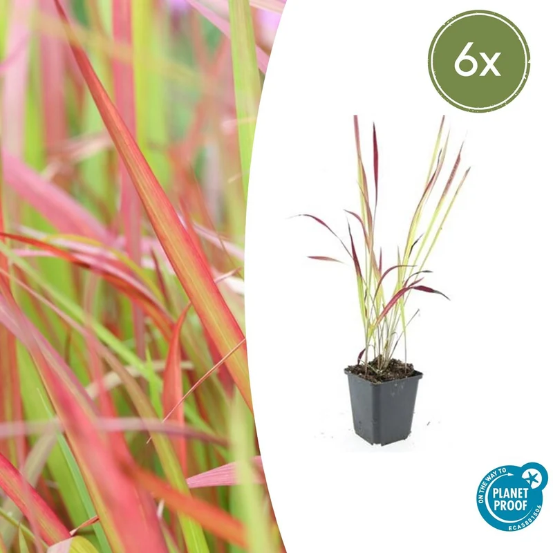 6x Imperata cylindrica 'Red Baron'