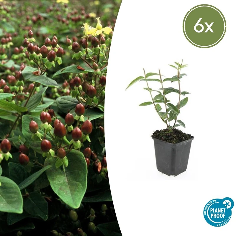 6x Hypericum inodorum