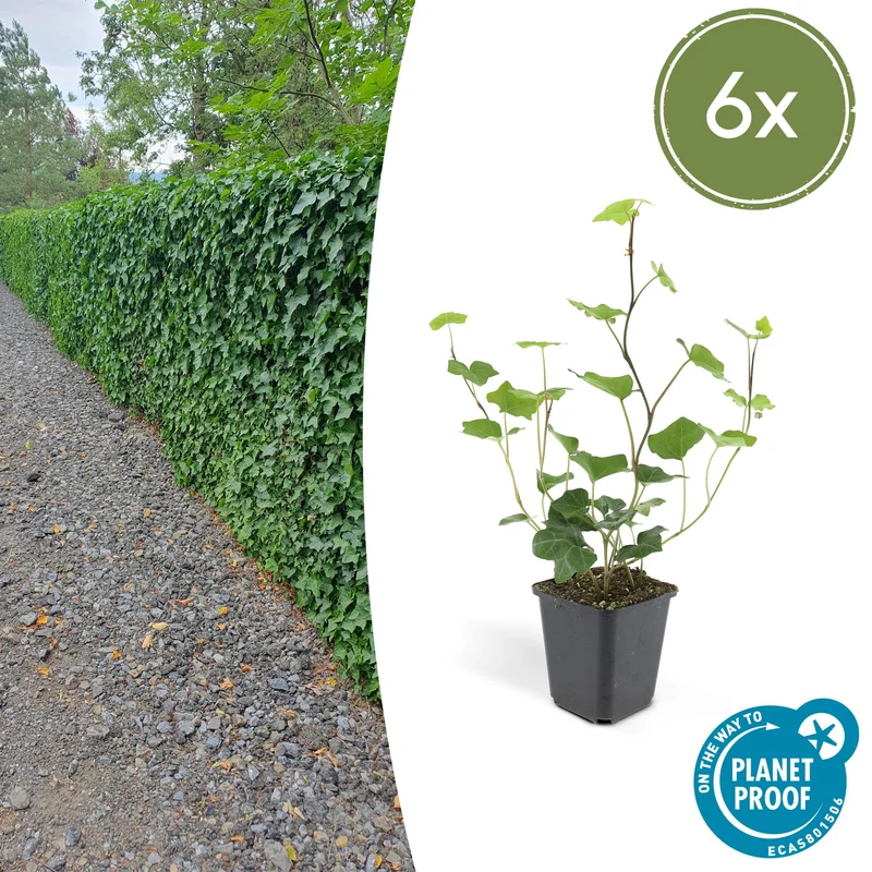 6x Hedera Hibernica