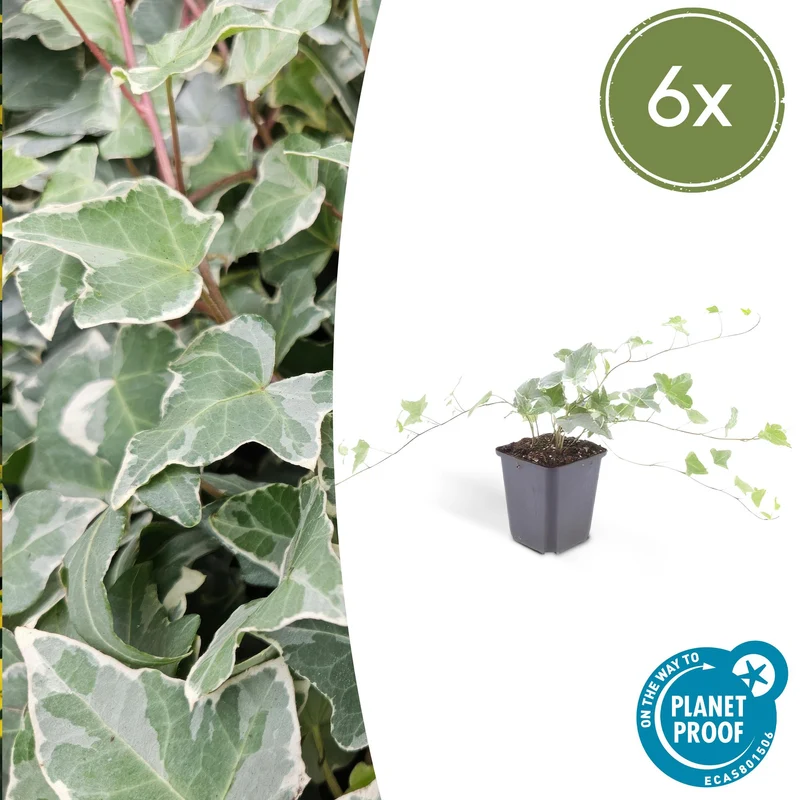 6x Hedera helix 'Glacier'