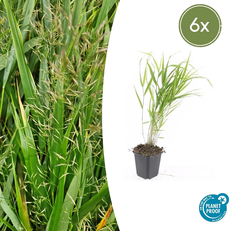 6x Hakonechloa macra