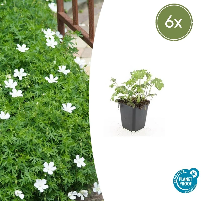 6x Geranium sang. 'Album'