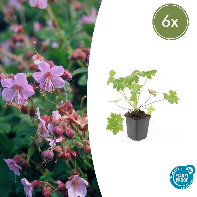 6x Geranium macr. 'Ingwersen's Var.'