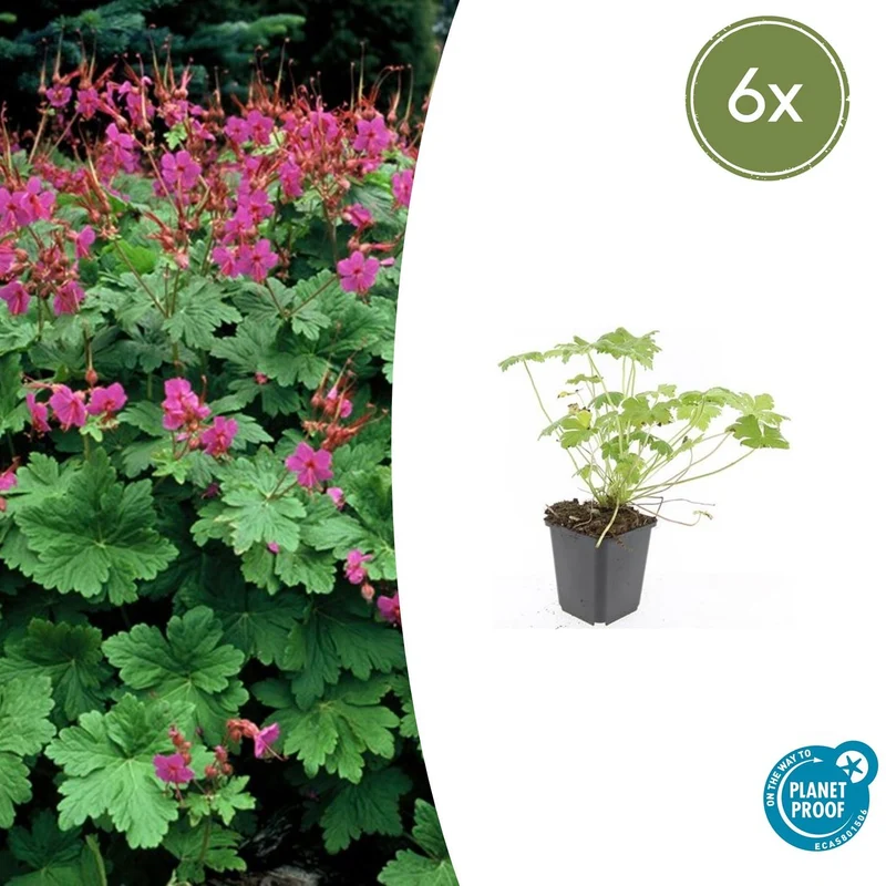 6x Geranium macr. 'Czakor'
