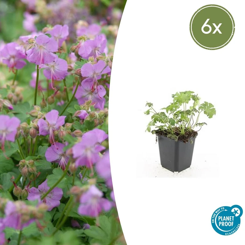 6x Geranium cant. 'Cambridge'