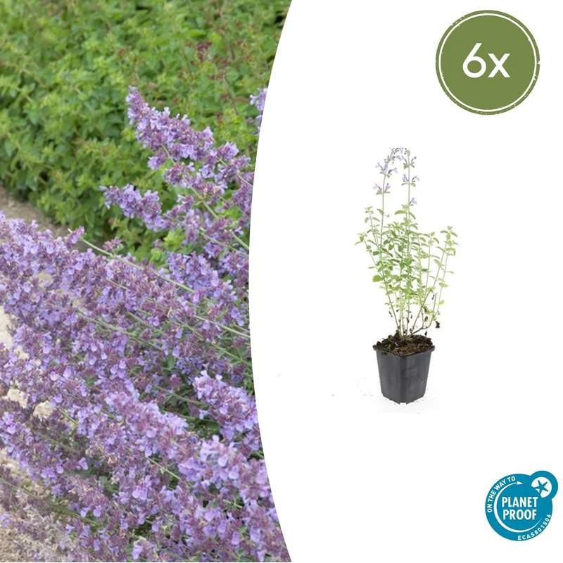 6x Nepeta 'Walker's Low'
