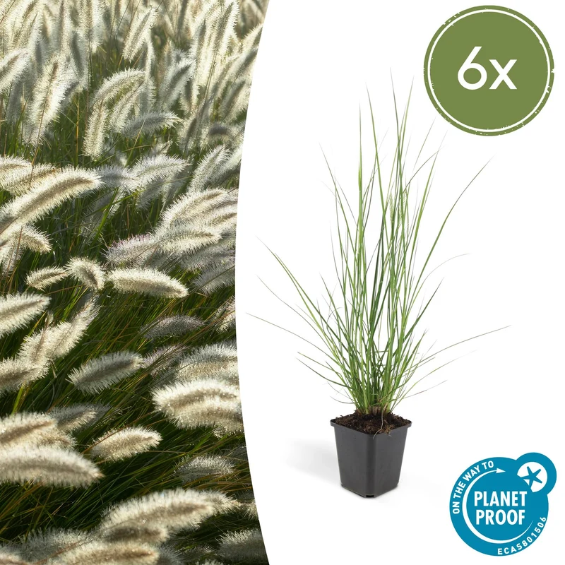 6x Pennisetum alopecuroides 'Hameln'