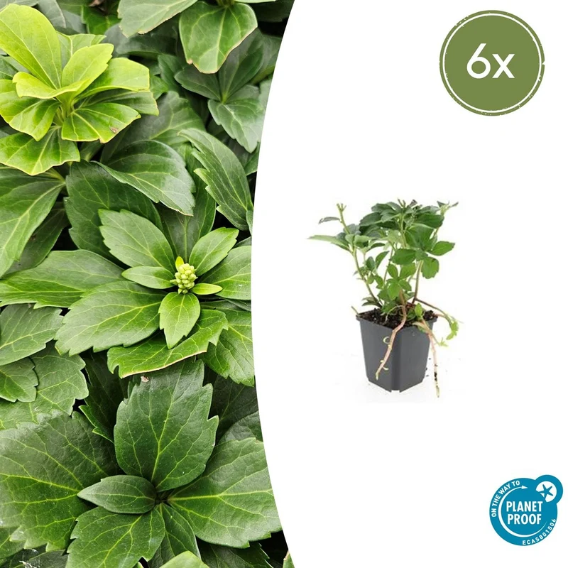 6x Pachysandra terminalis