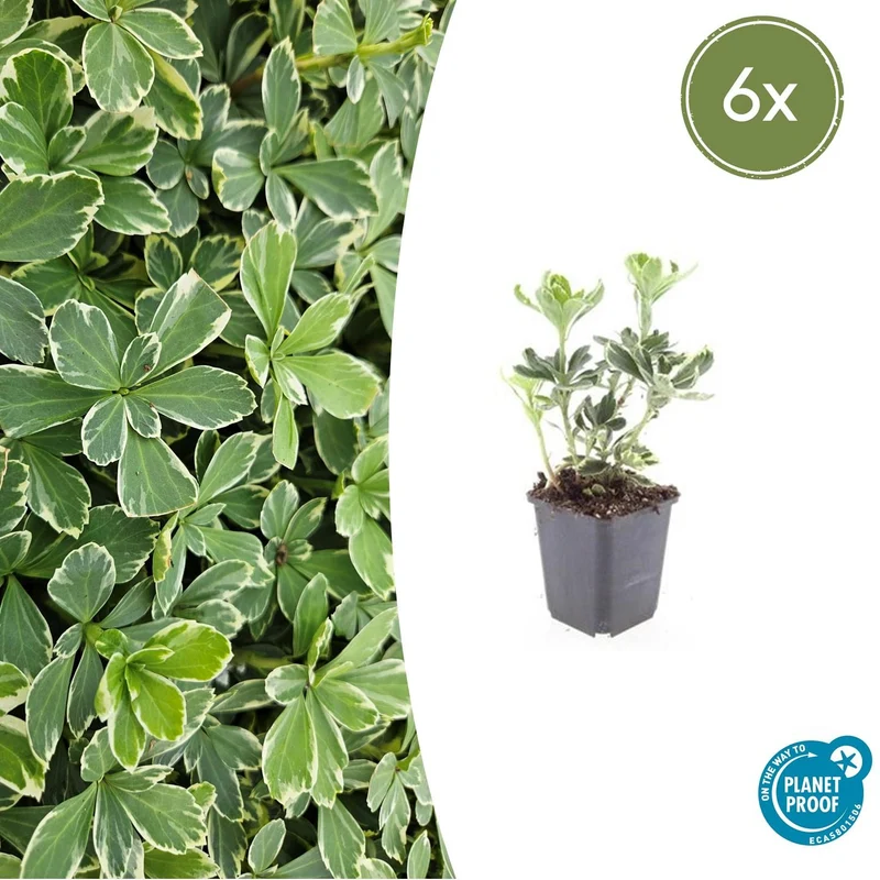 6x Pachysandra term. 'Variegata'