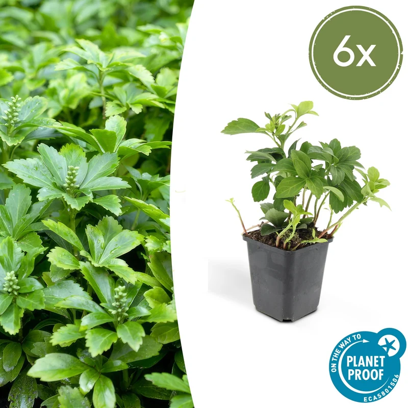6x Pachysandra term. 'Green Carpet'