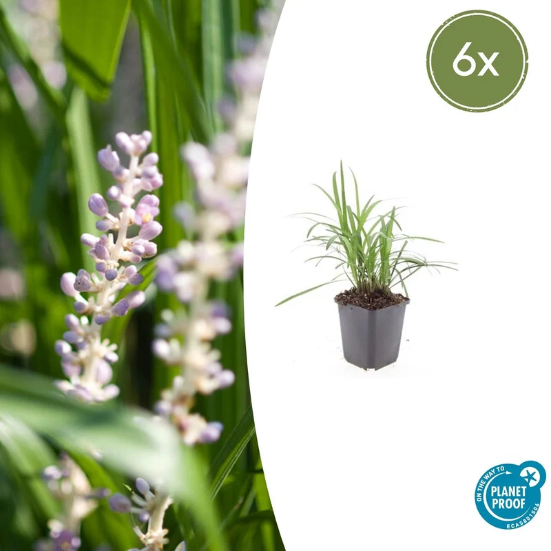 6x Liriope muscari 'Monroe White'
